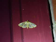 Herpetogramma thestealis