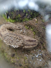 Anadenidae