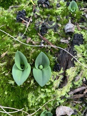 Chiloglottis valida