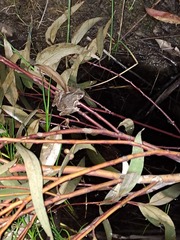 Litoria peronii