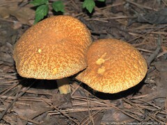 Leccinellum rugosiceps