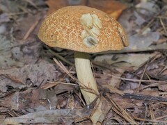 Leccinellum rugosiceps