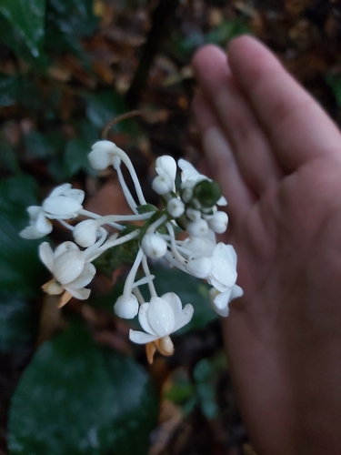 Zollinger's Calanthe (Calanthe zollingeri)