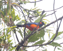 Anisognathus igniventris