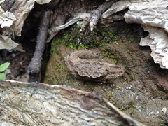 Anadenidae