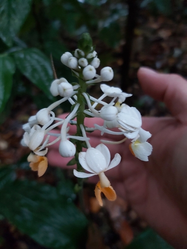 Image of Calanthe zollingeri by (c) Tim, some rights reserved (CC BY)