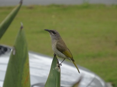 Lichmera indistincta