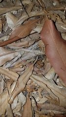 Paruroctonus silvestrii