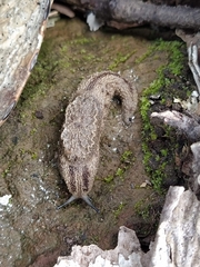 Anadenidae