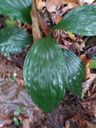 Image of Calanthe zollingeri by (c) Tim, some rights reserved (CC BY)