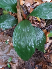 Calanthe zollingeri