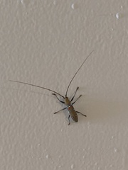 Olenecamptus bilobus