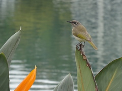 Lichmera indistincta