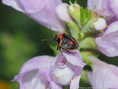 Cosmopepla lintneriana