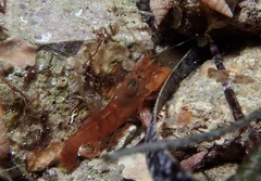 Alpheidae