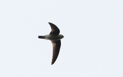 Aerodramus germani