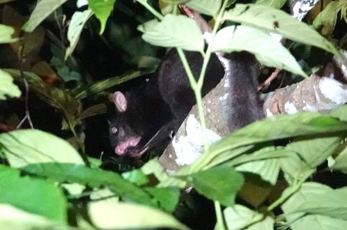 Black Flying Squirrel
