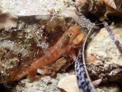 Alpheidae