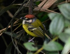 Poecilotriccus ruficeps