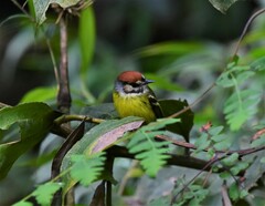 Poecilotriccus ruficeps