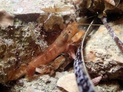 Alpheidae