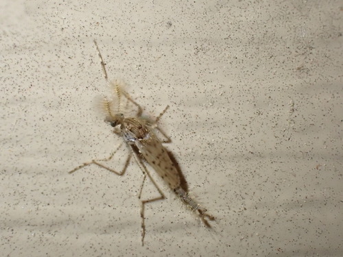 Chaoborus punctipennis photo 5