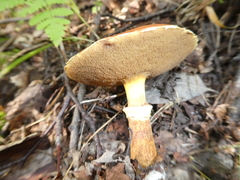 Suillus grevillei
