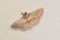 Apilocrocis