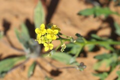 Sisymbrium erysimoides