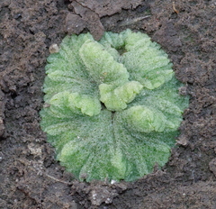 Riccia