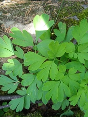 Adoxa moschatellina