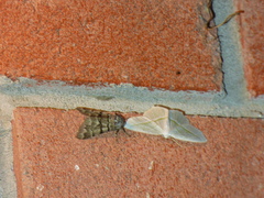 Panthea furcilla
