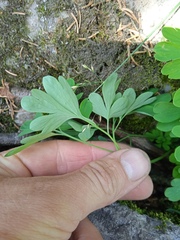 Adoxa moschatellina