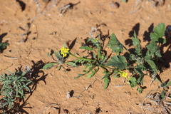 Sisymbrium erysimoides