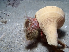 Dardanus crassimanus