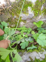 Adoxa moschatellina