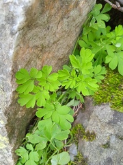 Adoxa moschatellina