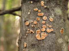 Aleurodiscus amorphus