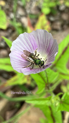 Anthophila
