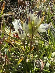 Gentiana algida