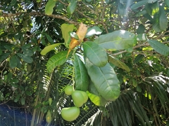 Tabernaemontana alba