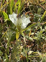 Gentiana algida