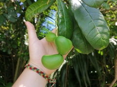 Tabernaemontana alba