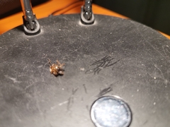 Amblyomma americanum