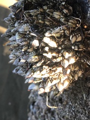Pollicipes polymerus