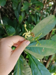 Tabernaemontana alba