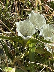Gentiana algida