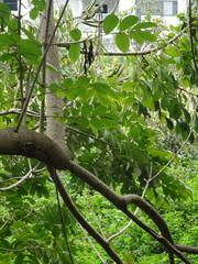 Piscidia carthagenensis