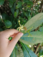 Tabernaemontana alba