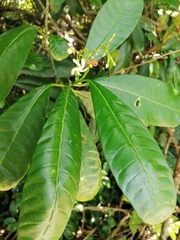 Tabernaemontana alba